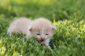  маленький персиковый котенок в траве