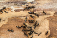 Large Black Ants On Firewood