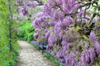 The great garden blooming wisteria blossoms in Spring