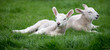 Spring lambs relaxing in a green field