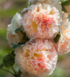 Double Apricot Hollyhock