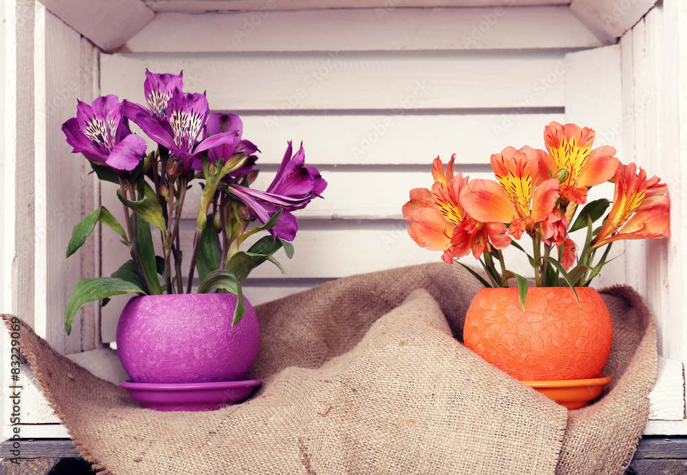 Beautiful flowers in pots in wooden crate