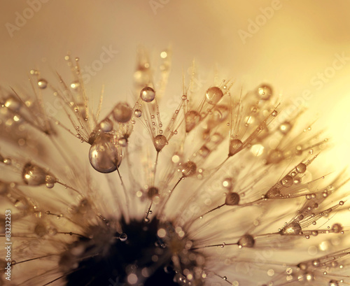 Obraz w ramie Dewy dandelion at sunrise close up