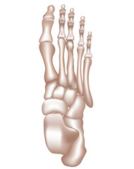 Poster - Foot bones