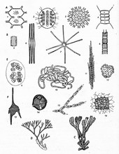 rhodophyta-algae-free-stock-photo-public-domain-pictures