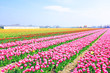 © Nataraj - Beautiful blossoming tulip fields in the countryside from the Ne