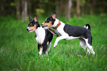 Poster - two basenji dogs playing 