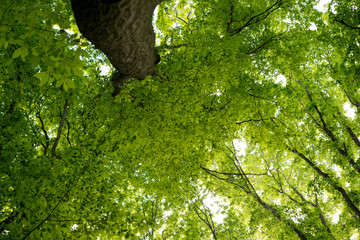 Poster - foliage of tree crowns in spring