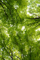 Sticker - foliage of tree crowns in spring