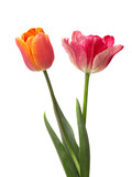 Fototapeta Tulipany - Два разноцветных тюльпана
