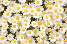 Lovely Blossom Daisy Flowers Background
