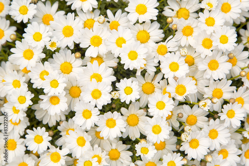 Obraz w ramie Lovely blossom daisy flowers background