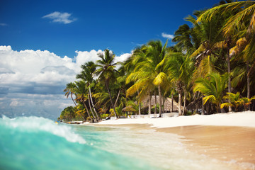 Palm trees on the tropical, wild beach