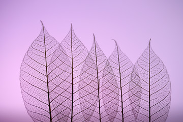  Skeleton leaves on purple background, close up