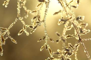 Wall Mural - grass covered with hoarfrost