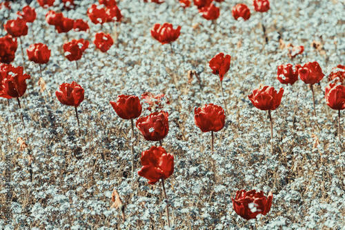 Naklejka na meble Vintage Photo Of Tulip Garden In Spring