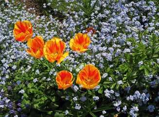 Wall Mural - Tulip flowers