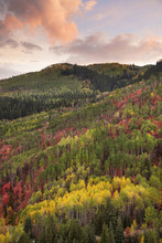 Forests Of Maple And Aspen Trees In Vivid Autumn Colour At Sunset. 