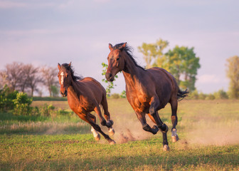 Wall Mural - horse