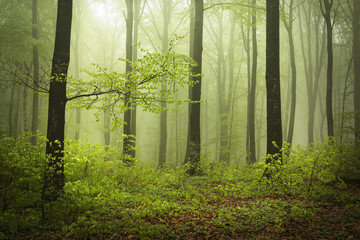 Fototapete - Mysterious and beautiful foggy forests in a spring day