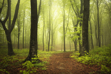 Fototapete - Light in foggy forest