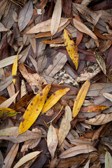 Wall Mural - Autumn Leaves