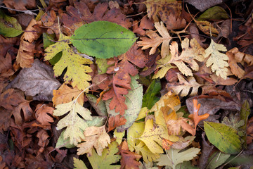 Wall Mural - Autumn Leaves
