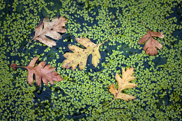 Wall Mural - Autumn Leaves