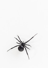 Black Widow Spider Close Up Dorsal View