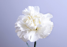 White Carnation Flower On Grey Background And Space For Text