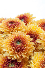 orange chrysanthemum isolated on a white background