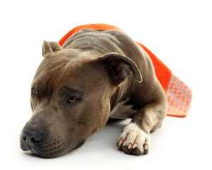 Poster - American Staffordshire Terrier with towel isolated on white