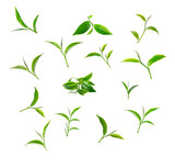 Fototapeta Mapy - Green tea leaf isolated on white background