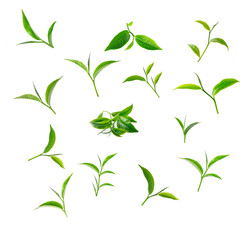 Poster - Green tea leaf isolated on white background