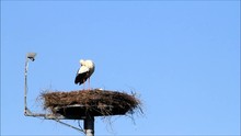 Stork On Nesting Place, Security Camera, Blue Sky 
