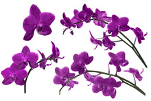 Dark Lilac Orchid Flowers Collection Isolated On White