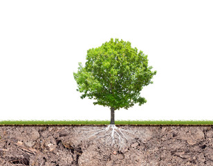 Canvas Print - oak tree with root in soil isolated on white