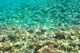 Fototapeta Do akwarium - Coral reef and fish