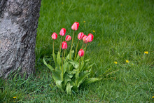 Pink Tulips In Green Grass On A Sunny Day