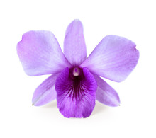 Purple Orchid Isolated On White