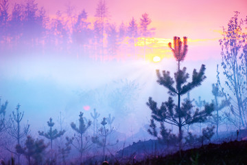 Sticker - Beautiful nature sunrise foggy landscape. Misty forest