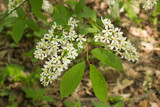 Bird Cherry in blossom