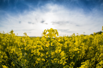 Rapeseed and mustard plant fields