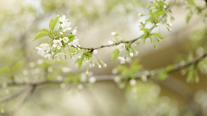  cherry tree blossom with white flowers