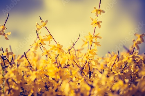 Fotografía Vintage photo of blooming forsythia