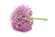 Blooming Purple Allium, Onion Flower Isolated On A White 