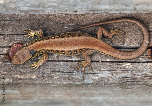 Kriechtier kaufen Sie dieses Foto und finden Sie ähnliche Bilder auf