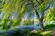 Weeping Willow By The Lake