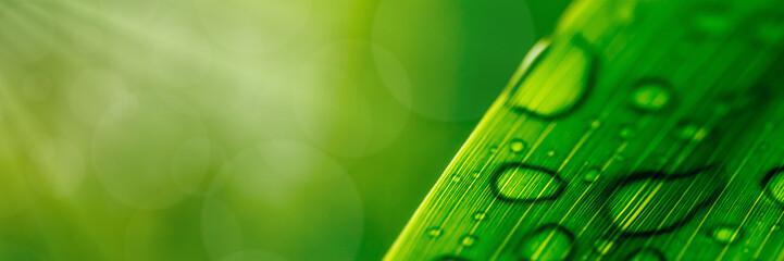 Water Droplets on a Leaf