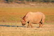 © EcoView - A black (hooked-lipped) rhinoceros, South Africa